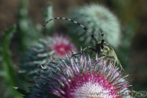 Konstantinovich: ***