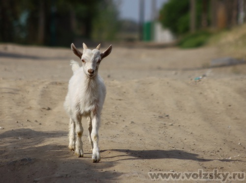 Konstantinovich: ***