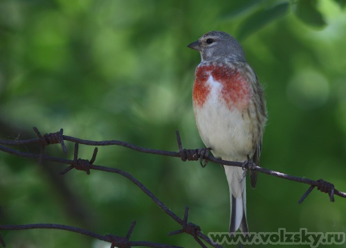 Konstantinovich: ***