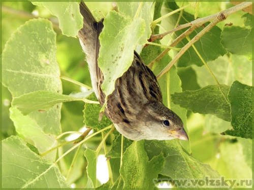 ������: �������