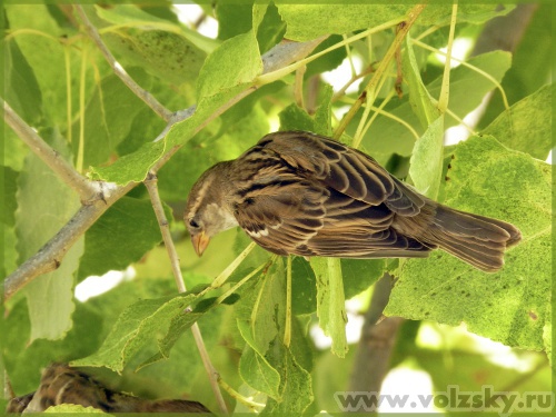 ������: �������