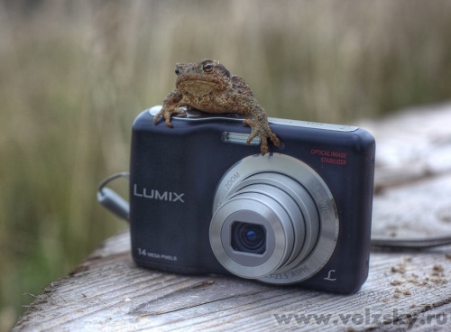 Konstantinovich: ***