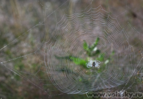 Konstantinovich: ***