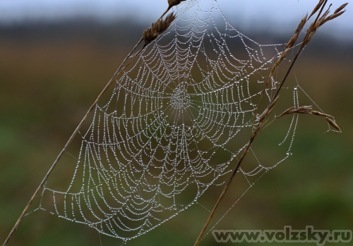 Konstantinovich: ***