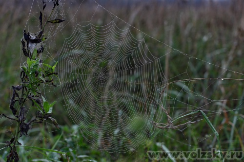 Konstantinovich: ***