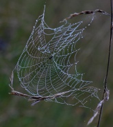 Konstantinovich: ***