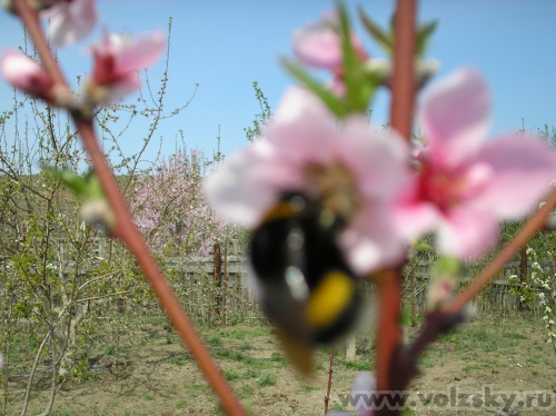 Lyubava: ���������� �����