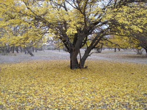 Lyubava: ��������