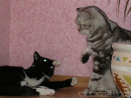 Lyubava: "���� � �������"