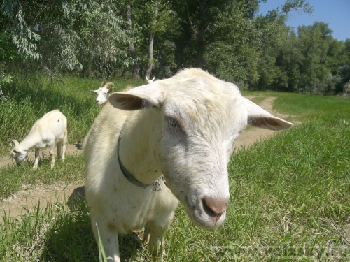 Lyubava: ���������� ����...