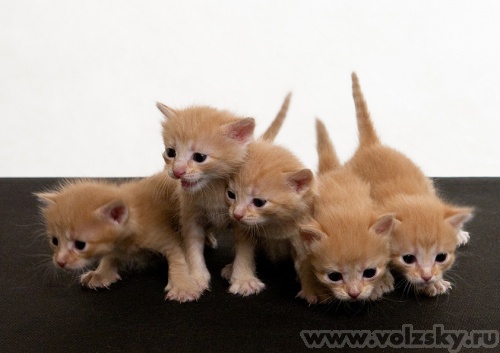 ������: ��� "���� �����"