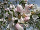 Lyubava: Яблоневый цвет