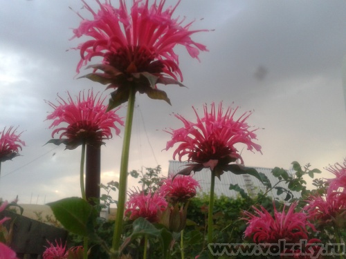 Lyubava: �������