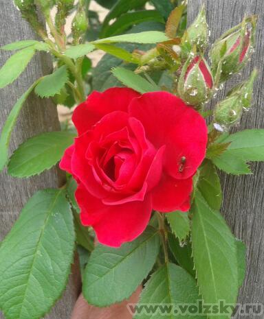 Lyubava: �������� ��������