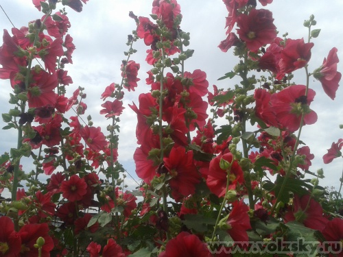 Lyubava: ������