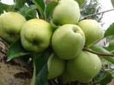 Lyubava: Наши яблочки