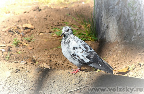 ��������: �������