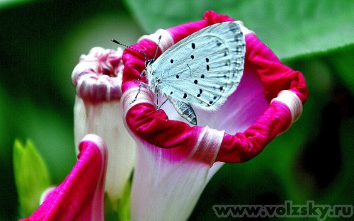 ��������: ����˨�