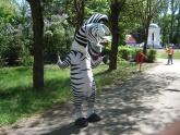 Владимир: Зебра свободно гуляет в парке "Гидростроитель" 10.05.2009г.
