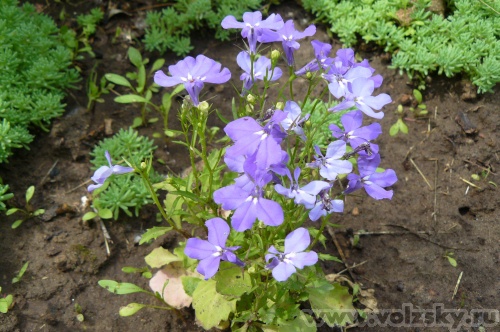 ������: ������