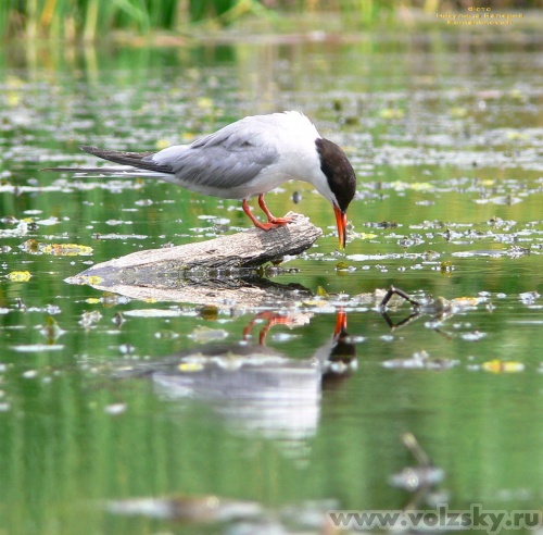 Konstantinovich: ,    14 ..