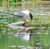 Konstantinovich: ,    14 ..