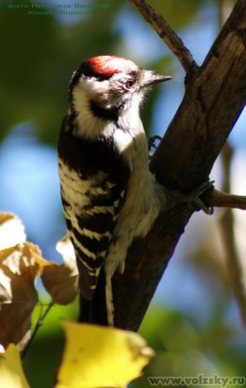 Konstantinovich: ������� �����. ��������� ����