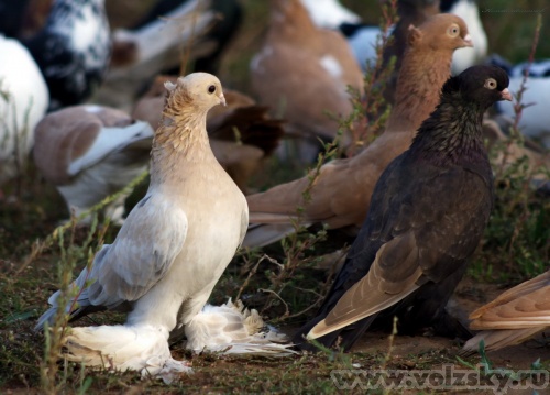 Konstantinovich: .  31 ..