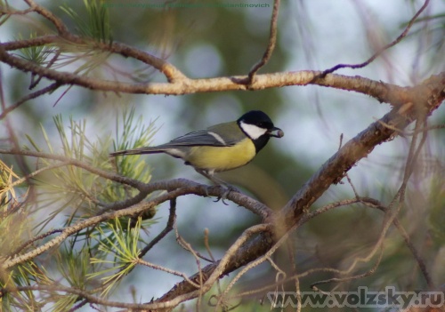 Konstantinovich: �������. "�� ��������". ����� ��������������.