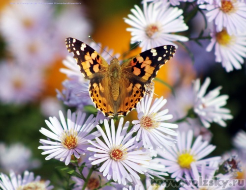 Konstantinovich: ���� � ��������� ������.