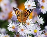 Konstantinovich:    .