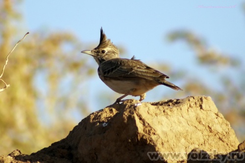 Konstantinovich: ���������. 37 ����..