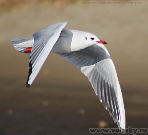 Konstantinovich: . .  14 ..