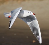 Konstantinovich: . .  14 ..