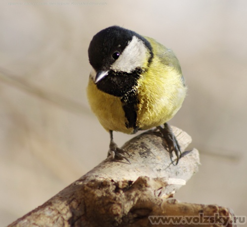 Konstantinovich: �������. ��������� ������.