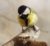 Konstantinovich: .  .