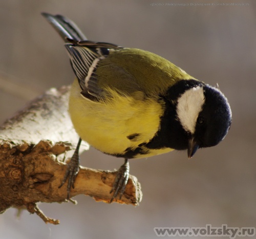 Konstantinovich: �������