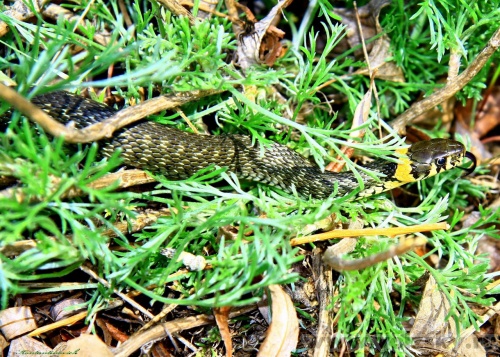 Konstantinovich: ��. ����������� ��������� ������.