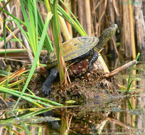 Konstantinovich: ���������. ����� � ������ 14 ����..