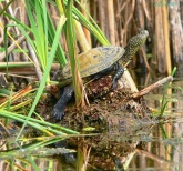 Konstantinovich: .    14 ..