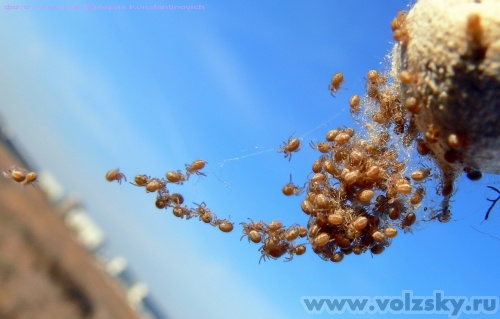 Konstantinovich: .    38 ..