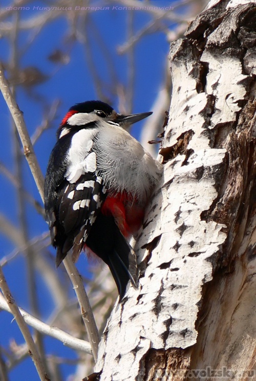 Konstantinovich:   . ,  14 ..