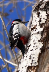 Konstantinovich:   . ,  14 ..