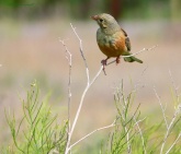 Konstantinovich: . 37 ..