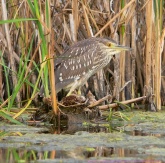 Konstantinovich: .    14 ..