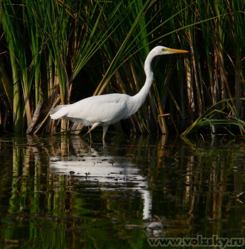 Konstantinovich: �����. ����� � ������ 14 ����..