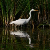 Konstantinovich: .    14 ..