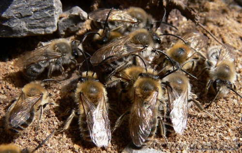 Konstantinovich: �����. ����� ����������.