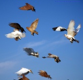 Konstantinovich: ϸ.  31 ..