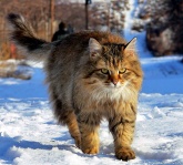 Konstantinovich:  . 14 ..